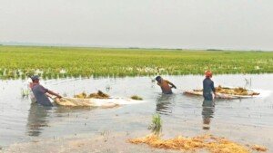 ধানপচা গন্ধে ভারী হাওরের বাতাস, ঘরে ঘরে হাহাকার